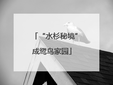 “水杉秘境”成鹭鸟家园