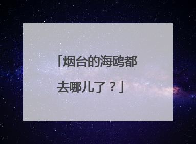 烟台的海鸥都去哪儿了？