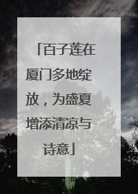 百子莲在厦门多地绽放，为盛夏增添清凉与诗意