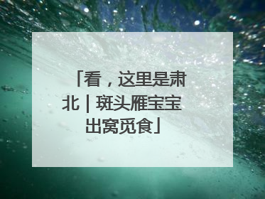 看，这里是肃北｜斑头雁宝宝出窝觅食