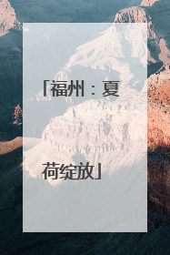 福州：夏荷绽放