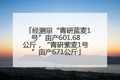 经测量“青研蓝麦1号”亩产601.68公斤，“青研紫麦1号”亩产671公斤