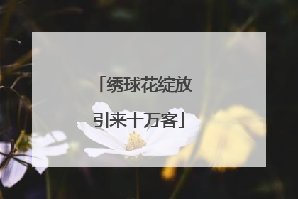 绣球花绽放 引来十万客