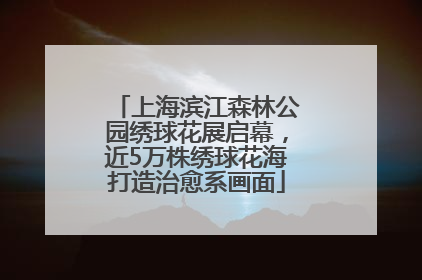 上海滨江森林公园绣球花展启幕，近5万株绣球花海打造治愈系画面