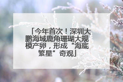 今年首次！深圳大鹏海域鹿角珊瑚大规模产卵，形成“海底繁星”奇观