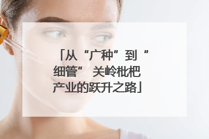从“广种”到“细管” 关岭枇杷产业的跃升之路