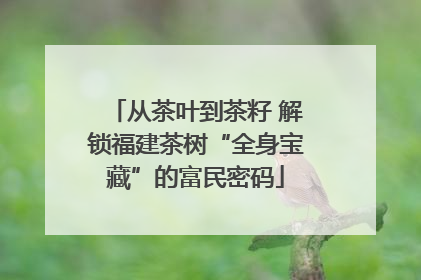 从茶叶到茶籽 解锁福建茶树“全身宝藏”的富民密码