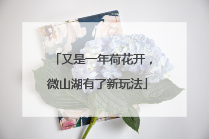 又是一年荷花开，微山湖有了新玩法