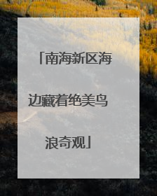 南海新区海边藏着绝美鸟浪奇观