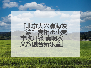 北京大兴瀛海镇“瀛”麦相承小麦丰收开镰 奏响农文旅融合新乐章