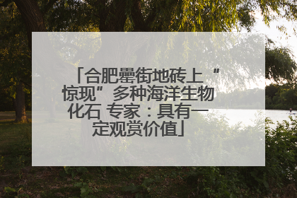 合肥罍街地砖上“惊现”多种海洋生物化石 专家：具有一定观赏价值