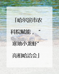 哈尔滨市农科院赋能，“寒地小龙虾”亮相哈洽会