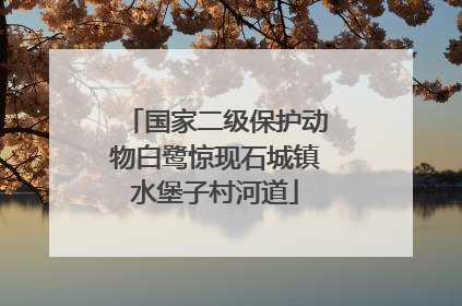 国家二级保护动物白鹭惊现石城镇水堡子村河道
