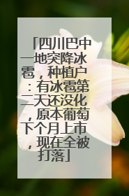 四川巴中一地突降冰雹，种植户：有冰雹第二天还没化，原本葡萄下个月上市，现在全被打落