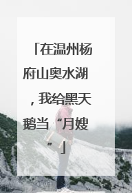 在温州杨府山奥水湖，我给黑天鹅当“月嫂”