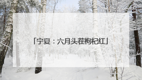 宁夏：六月头茬枸杞红