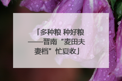 多种粮 种好粮——晋南“麦田夫妻档”忙夏收