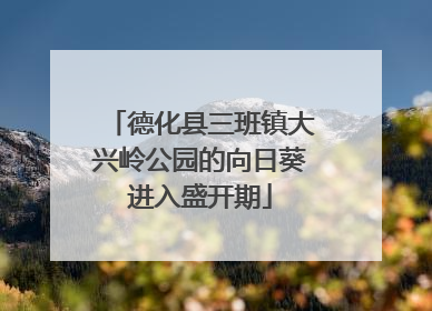德化县三班镇大兴岭公园的向日葵进入盛开期