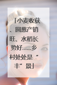 小麦收获、圆葱产销旺、水稻长势好……乡村处处是“丰”景