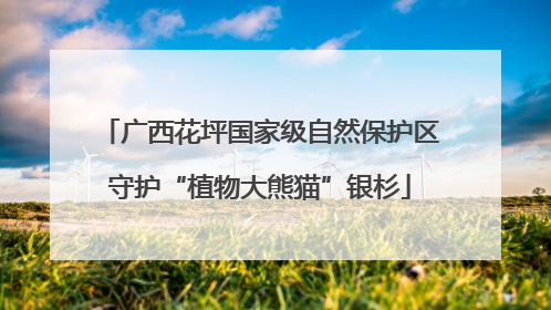 广西花坪国家级自然保护区守护“植物大熊猫”银杉