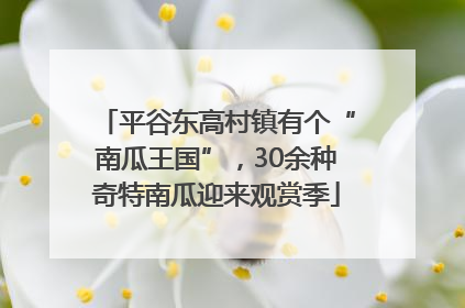 平谷东高村镇有个“南瓜王国”，30余种奇特南瓜迎来观赏季