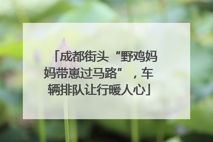 成都街头“野鸡妈妈带崽过马路”，车辆排队让行暖人心