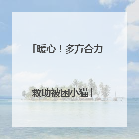 暖心！多方合力救助被困小猫