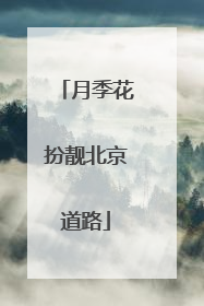 月季花扮靓北京道路
