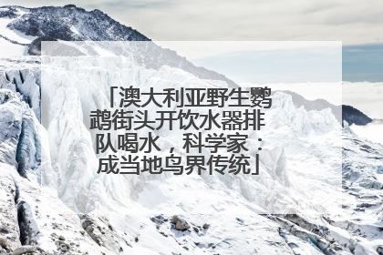 澳大利亚野生鹦鹉街头开饮水器排队喝水，科学家：成当地鸟界传统
