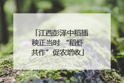 江西彭泽中稻插秧正当时 “稻虾共作”促农增收