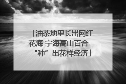 油茶地里长出网红花海 宁海高山百合“种”出花样经济