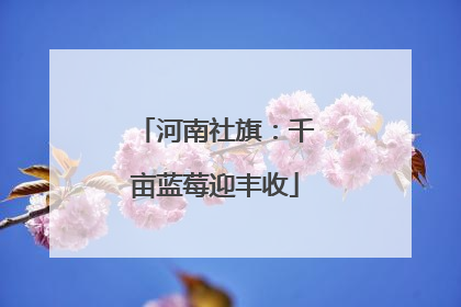 河南社旗：千亩蓝莓迎丰收