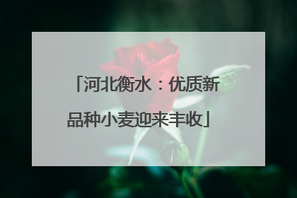 河北衡水：优质新品种小麦迎来丰收