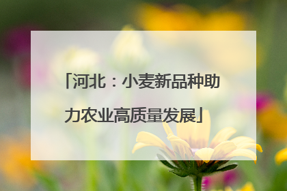 河北：小麦新品种助力农业高质量发展
