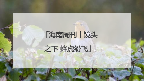海南周刊丨镜头之下 蜂虎纷飞
