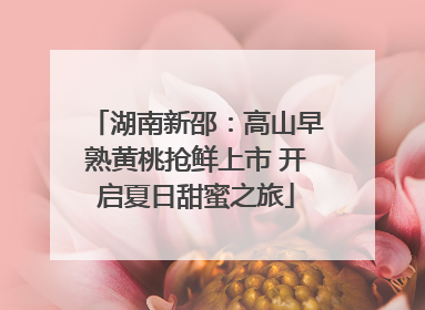 湖南新邵：高山早熟黄桃抢鲜上市 开启夏日甜蜜之旅