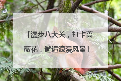 漫步八大关，打卡蔷薇花，邂逅浪漫风景