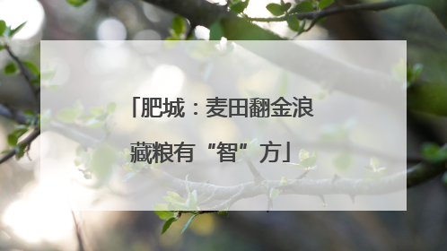 肥城：麦田翻金浪藏粮有“智”方