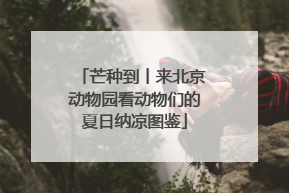 芒种到丨来北京动物园看动物们的夏日纳凉图鉴