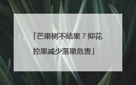 芒果树不结果？抑花控果减少落果危害