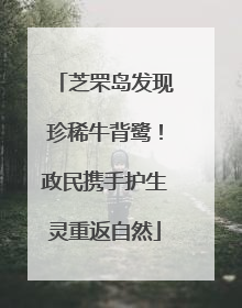 芝罘岛发现珍稀牛背鹭！政民携手护生灵重返自然
