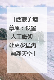 西藏羌塘草原：设置人工鹰架 让更多猛禽翱翔天空