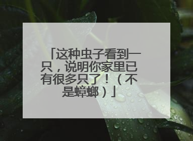 这种虫子看到一只，说明你家里已有很多只了！（不是蟑螂）