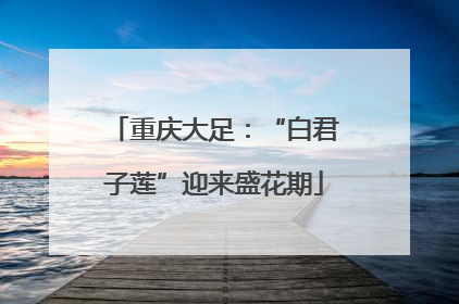 重庆大足：“白君子莲”迎来盛花期
