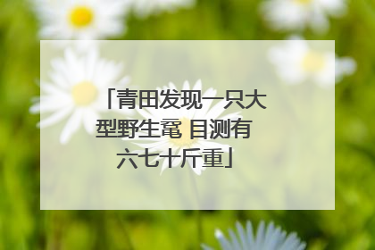 青田发现一只大型野生鼋 目测有六七十斤重
