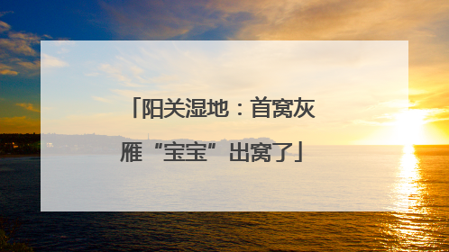 阳关湿地：首窝灰雁“宝宝”出窝了